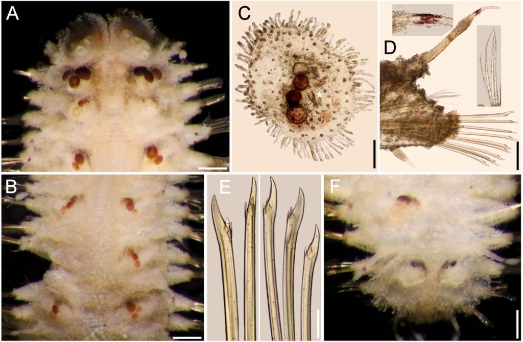 Figure 13. Parahermenia piotrowskiae gen. nov., sp. nov., holotype (CAS 217917). A, Anterior region, dorsal view, illumination from below; B, median region, dorsal view, left parapodium of chaetiger 12 removed; C, right elytron 6, seen from above (asterisk indicates spine); D, chaetiger 12, left parapodium, frontal view (insets: above, tip of cirrostyle; below, notochaetae); E, same, upper and lower neurochaetae; F, posterior region, dorsal view. Scale bars: A, B, 0.3 mm; C, D, 160 µm; E, 30 µm; F, 0.2 mm.