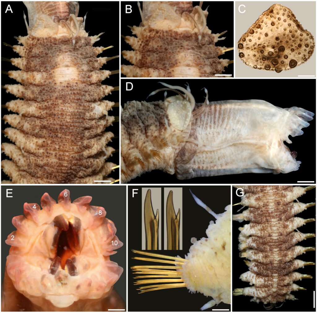 Figure 2. Hermenia verruculosa Grube & Örsted in Grube, 1856, restricted, non-type specimen (UF 1879). A, Anterior region, dorsal view; B, anterior end, dorsal view; C, first left elytron, seen from above; D, anterior region, right lateral view; E, pharynx, frontal view, after Shirlastain-A (numbers indicate papillae); F, chatiger 14, left parapodium, posterior view (insets: tips of neurochaetae); G, another specimen (UF 1885), posterior region, dorsal view. Scale bars: A, 0.9 mm; B, 0.8 mm; C, F, 0.3 mm; D, 0.7 mm; E, 0.4 mm; G, 1.4 mm.