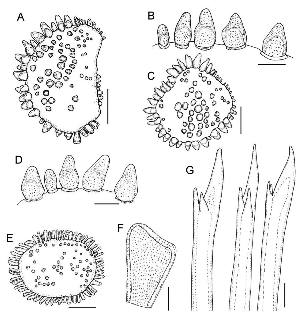 Figure 3. Hermenia acantholepis (Grube, 1876), holotype (ZMH 504). A, Third left elytron; B, same, marginal macrotubercles; C, first left elytron; D, same, marginal macrotubercles; E, posterior elytron, F, marginal macrotubercle; G, neurochaetae. Scale bars: A, C, E, 0.6 mm; B, D, 0.2 mm; F, G, 50 µm.