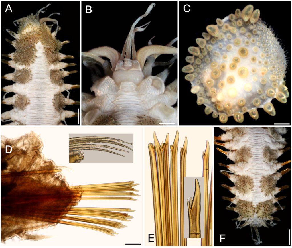 Figure 4. Hermenia acantholepis (Grube, 1876), non-type specimen (UF 41). A, Anterior region, dorsal view; B, anterior end, dorsal view, after removal of first 2 pairs of elytra; C, first left elytron, seen from above; D, chaetiger 14, left parapodium, anterior view (inset: notochaetae); E, same, superior neurochaetae (inset: tip of neurochaetae); F, posterior region, dorsal view. Scale bars: A, 1 mm; B, 0.4 mm; C, 0.3 mm; D, 0.2 mm; E, 0.1 mm; F, 1.3 mm.