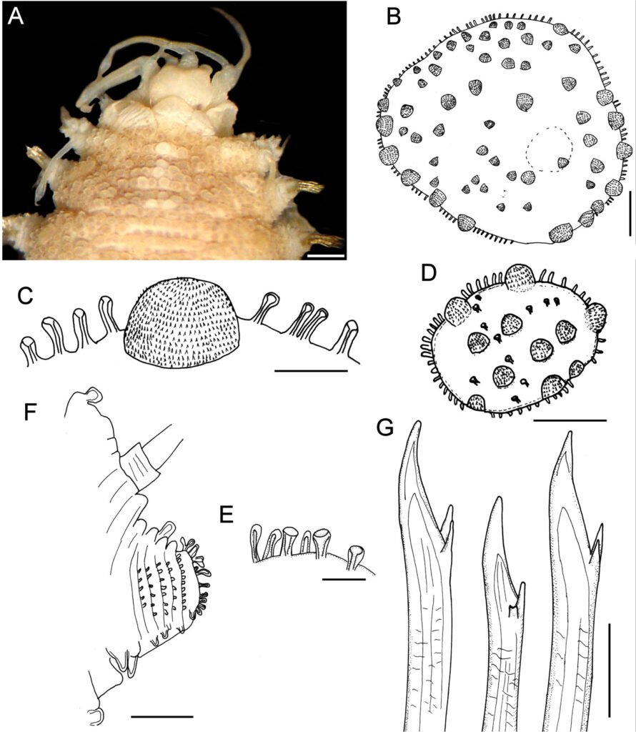 Figure 5. Hermenia neoverruculosa Pettibone, 1975, holotype (BMNH 1941.4.4.197). A, Anterior end; B, first elytron; C, same, marginal papillae; D, elytron from median segment; E, same, marginal papillae; F, parapodium from median segment; G, same, neurochaetae. Scale bars: A, 1 mm; B, 120 µm; C, 65 µm; D, F, 250 µm; E, 50 µm; G, 100 µm.