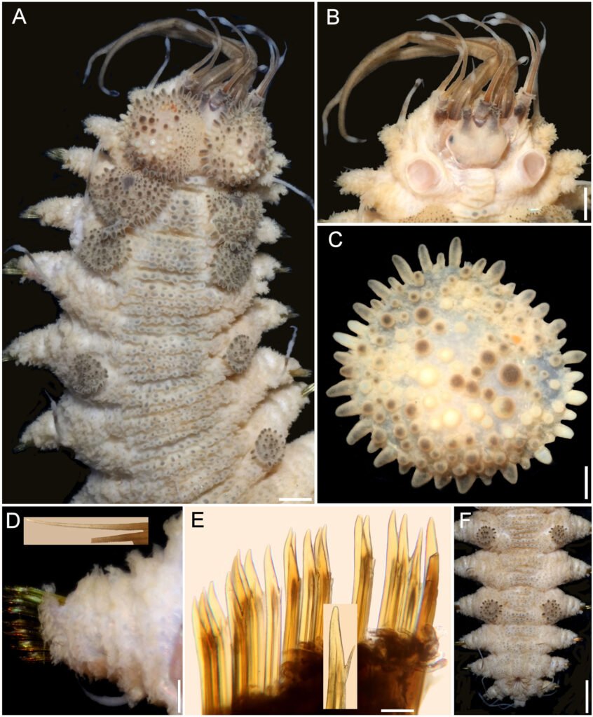 Figure 6. Hermenia neoverruculosa Pettibone, 1975, non-type specimen (UF 3985). A, Anterior region, dorsal view; B, anterior end, dorsal view, after removal of first pair of elytra; C, first right elytron, seen from above; D. chaetiger 12, right parapodium, anterior view (inset: notochaetae); E, same, neurochaetae (inset: tip of neurochaetae); F, posterior region, dorsal view. Scale bars: A, 0.7 mm; B, 0.6 mm; C, 0.2 mm; D, 0.3 mm; E, 80 µm; F, 1.5 mm.