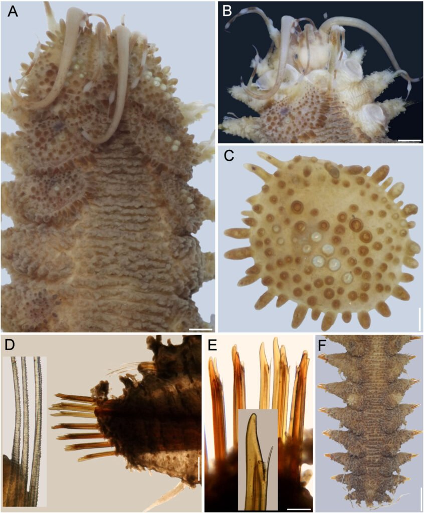 Figure 7. Hermenia chuarae sp. nov., holotype (MZB Pol. 300). A, Anterior region, dorsal view; B, anterior end, after removing some anterior elytra; C, first right elytron, seen from above; D, chaetiger 12, right parapodium, frontal view (inset: basal region of notochaetae); E, same, neurochaetae (inset: tip of neurochaeta); F, posterior region, dorsal view. Scale bars: A, 0.5 mm; B, 0.6 mm; C, 0.3 mm; D, 0.2 mm; E, 0.1 mm; F, 1.5 mm.