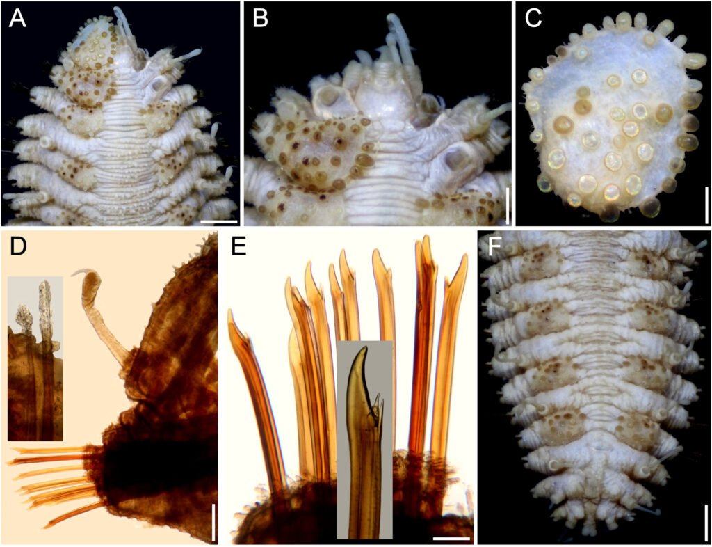 Figure 8. Hermenia mezianei sp. nov., holotype (MNHN A398). A, Anterior region, dorsal view; B, anterior end, dorsal view, after removal of left elytron 1; C, left elytron 1, seen from above; D, chaetiger 14, right parapodium, anterior view (inset: notochaetae); E, same, neurochaetae (inset: tip of neurochaetae); F, posterior region, dorsal view. Scale bars: A, F, 0.7 mm; B, 0.3 mm; C, D, 0.2 mm; E, 80 µm.