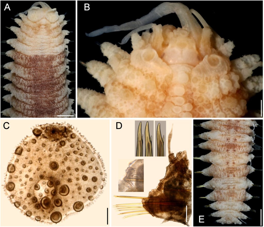 Figure 9. Hermenia treadwelli sp. nov., holotype (ECOSUR 1396). A, Anterior region, dorsal view; B, anterior end, dorsal view, after removal of first pair of elytra, and Shirlastain-A; C, first left elytron, seen from above; D, chaetiger 14, right parapodium, anterior view (insets: notacicular tubercle, and tips of neurochaetae); E, posterior region, dorsal view. Scale bars: A, 1 mm; B, 0.3 mm; C, 160 µm; D, 0.4 mm; E, 1.4 mm.