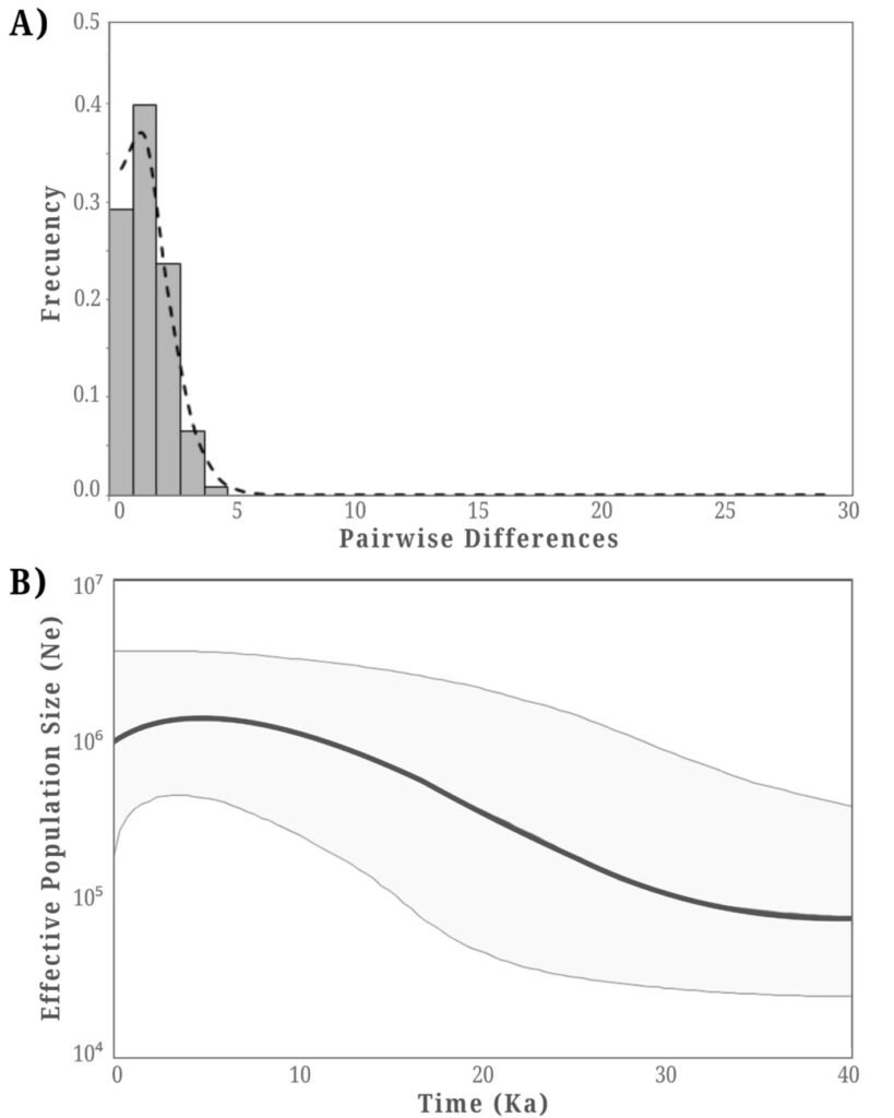 Figure 2. Historical demographic analysis of Tegeticula baja. A, Pairwise sequence differences distribution (mismatch analysis), with the bars representing observed differences and the dashed line representing expected differences; B, skyline plot showing effective population size (Ne) over time (Ka). The median line represents the average value of Ne and the upper and lower lines represent the 95% credibility intervals.