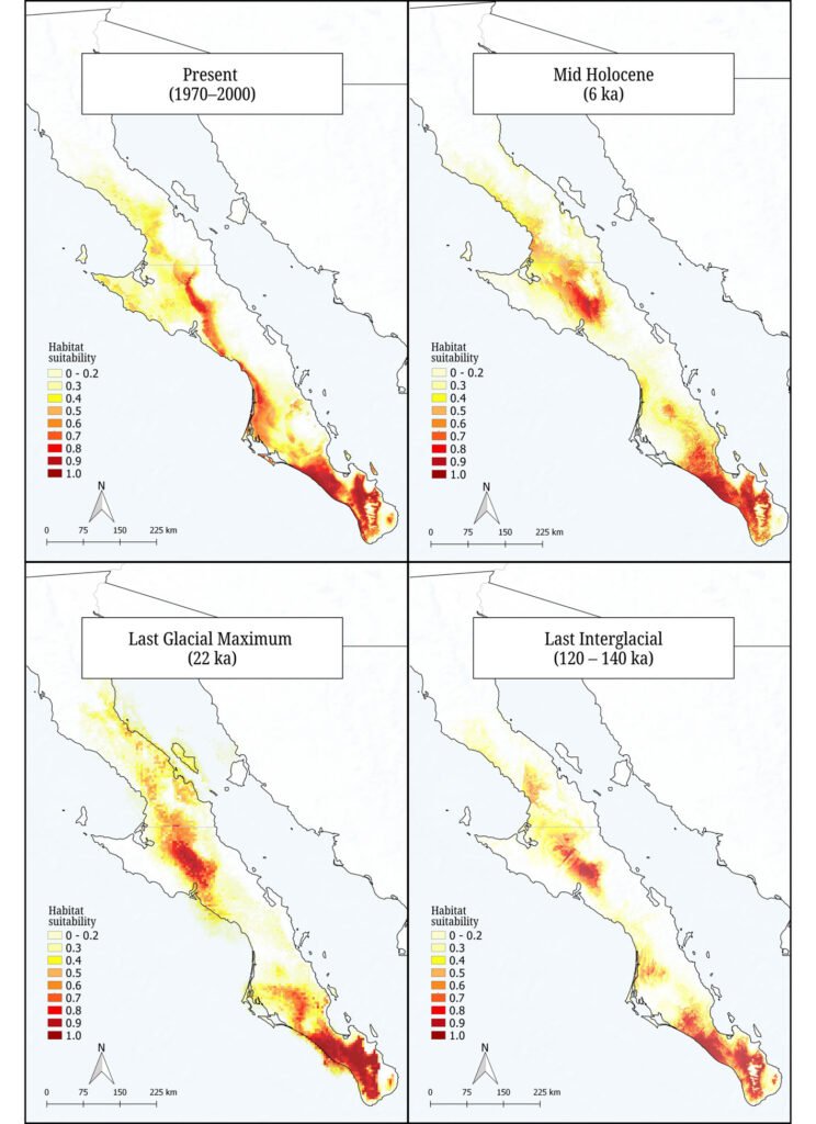 Figure 3. Species distribution models of Tegeticula baja at 4 different periods. Colors indicate the habitat suitability values.