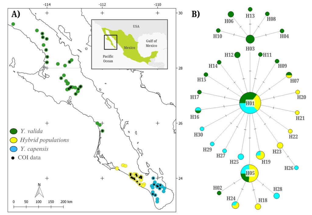 Figure 1. A, Distribution of study sites of Tegeticula baja. Host plant species are indicated in green (Yucca valida), yellow (hybrid populations) and blue (Yucca capensis), and locations with moth genetic data are marked with black dots; B, haplotype network. Circles represent individual haplotypes, with their size proportional to the number of individuals sharing them. Relationships between haplotypes are shown as straight lines, with perpendicular lines indicating the number of mutations. Colors correspond to host plant species.