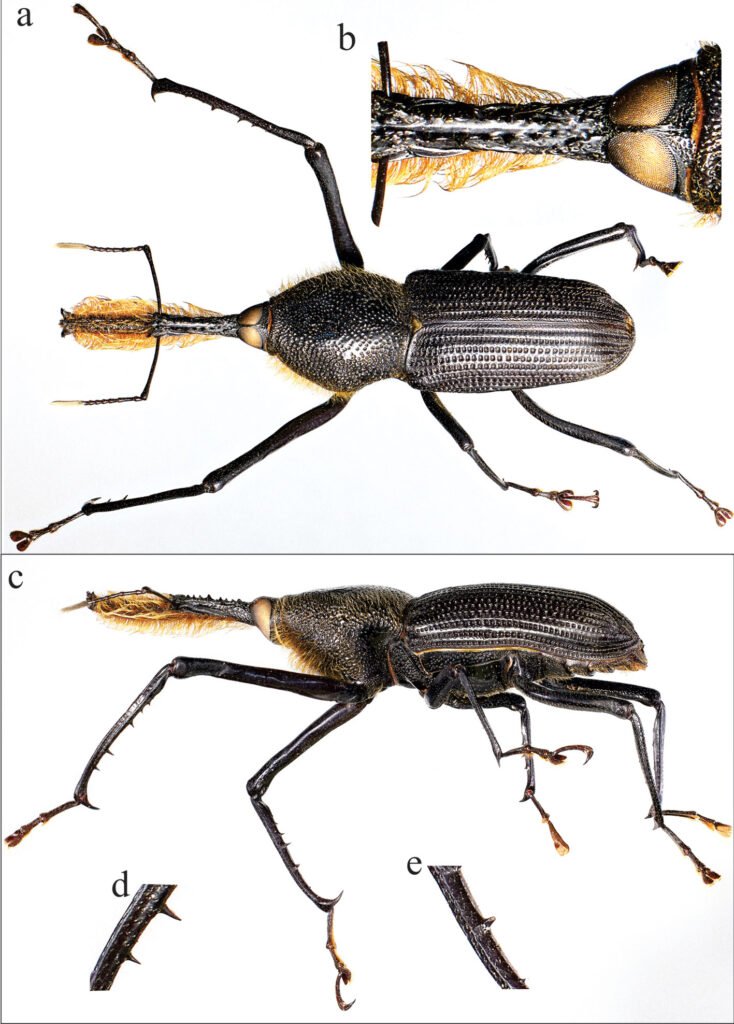 Figure 1. a) R. barbirostris, dorsal view; b) presence of a slightly raised frontal keel between the eyes; c) R. barbirostris in lateral view; d) tibia on inner edge with long teeth (male); e) front tibia without hairs (male). Photographs by Mauricio Ramírez Hernández.