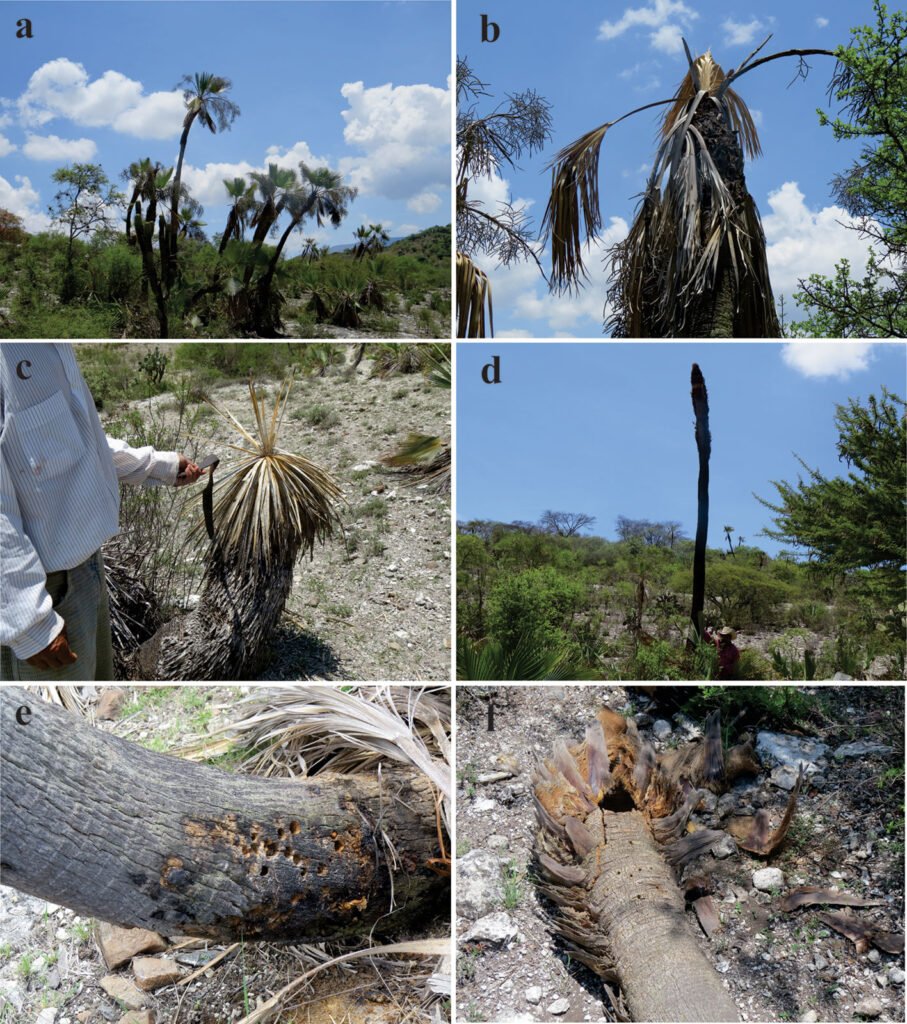 Figure 2. Bearded weevil host (B. dulcis) showing: a) healthy host; b) infested palm at RBTC; c-e) weakening of foliage and decay of the trunk; f) Ring on the trunk or exit hole of adult specimens of R. barbirostris. Photographs by Leticia Soriano Flores.