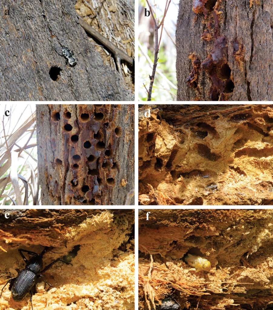 Figure 3. a) Damage caused by adult individuals of the bearded weevil on the green palm; b) other taxa associated with the damaged host; c) excavation tunnels in B. dulcis at TCBR; d, e) immature forms of the bearded weevil; f) galleries and pupal chambers where the immature individuals and presence of mounds of fresh earth, in areas with decomposing trunks for incubation. Photographs by Leticia Soriano Flores.