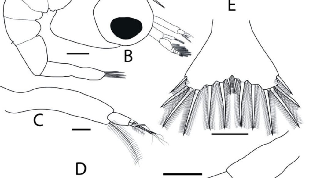 5497-fig-2-12cm