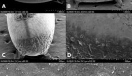 5545-fig-10-12cm-100