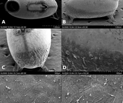 5545-fig-10-12cm-100