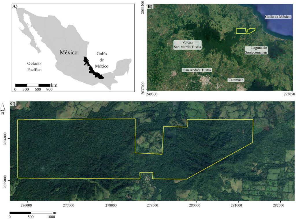 Figura 1. Ubicación de la zona de estudio. A) Localización del estado de Veracruz (área de color negro); B) región de Los Tuxtlas (zona UTM 15), destacando la localización de la Estación de Biología Tropical Los Tuxtlas (ELT; área con el contorno amarillo); C) contorno de la ELT, en la que puede observarse la continuidad del bosque tropical perennifolio dentro de su territorio y la fragmentación de éste en el paisaje que la rodea.