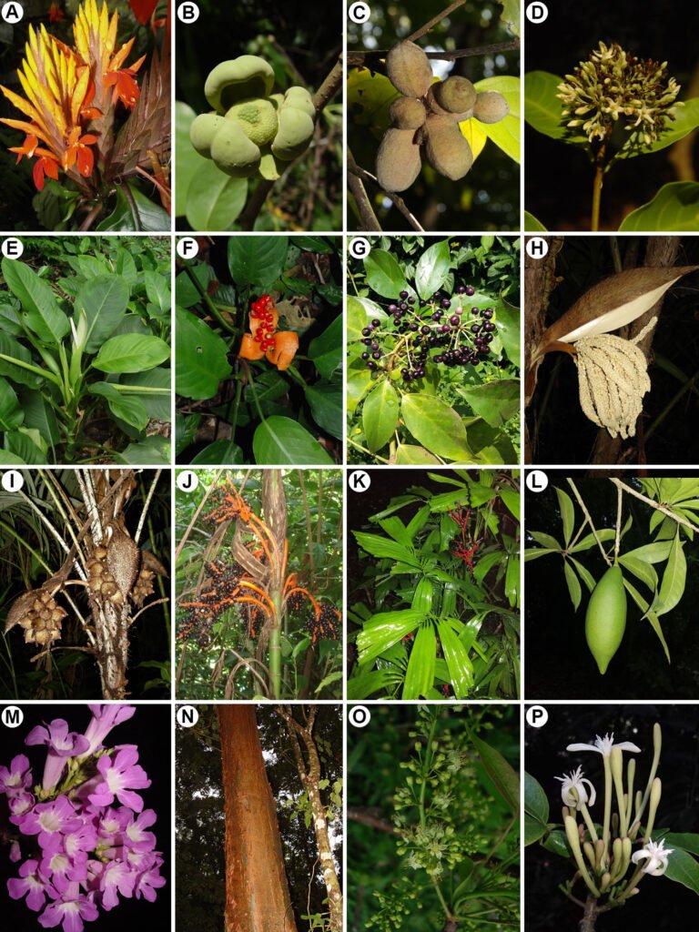 Figura 2. Especies registradas en la zona de estudio. A) Aphelandra aurantiaca (Acanthaceae); B) Cymbopetalum baillonii (Annonaceae); C) Desmopsis ibarrarum (Annonaceae); D) Forsteronia acouci (Apocynaceae); E-F) Dieffenbachia oerstedii (Araceae); G) Dendropanax arboreus (Araliaceae); H-I) Astrocaryum mexicanum (Arecaceae); J) Chamaedorea alternans (Arecaceae); K) Reinhardtia gracilis (Arecaceae); L) Amphitecna tuxtlensis (Bignoniaceae); M) Tanaecium pyramidatum (Bignoniaceae); N-O) Bursera simaruba (Burseraceae); P) Jacaratia dolichaula (Caricaceae).