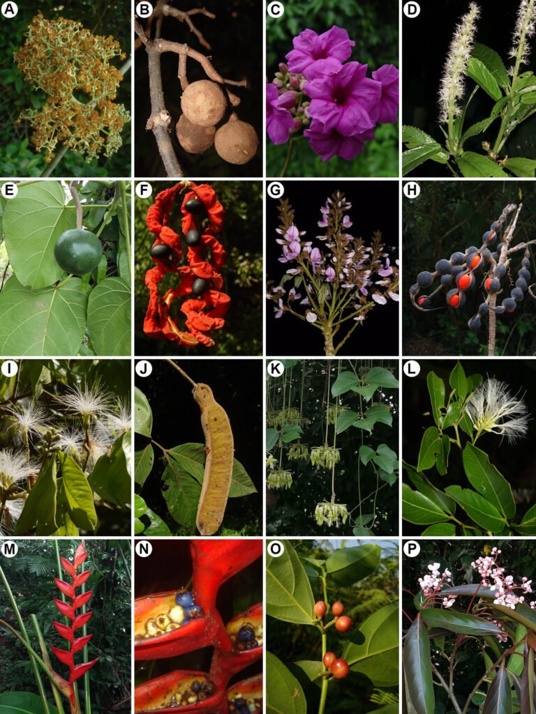 Figura 3. Especies registradas en la zona de estudio. A-B) Salacia cordata (Celastraceae); C) Ipomoea philomega (Convolvulaceae); D) Acalypha skutchii (Euphorbiaceae);(E) Omphalea oleífera (Euphorbiaceae); F) Cojoba arborea (Fabaceae); G) Dussia mexicana (Fabaceae); H) Erythrina folkersii (Fabaceae); I-J) Inga sinacae (Fabaceae); K) Mucuna argyrophylla (Fabaceae); L) Pithecellobium hymenaeifolium (Fabaceae); M-N) Heliconia uxpanapensis (Musaceae); O) Lacistema aggregatum (Lacistemataceae); P) Damburneya ambigens (Lauraceae).