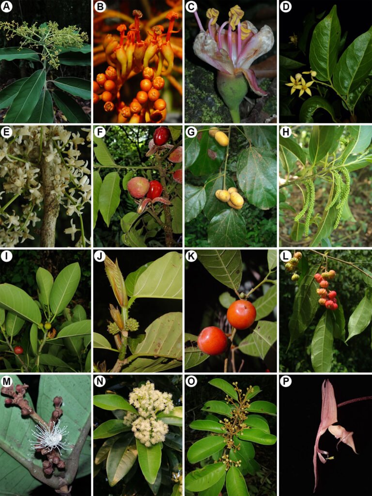 Figura 4. Especies registradas en la zona de estudio. A) Licaria velutina (Lauraceae); B) Bernoullia flammea (Malvaceae); C) Ceiba pentandra (Malvaceae); D) Mortoniodendron guatemalense (Malvaceae); E) Guarea glabra (Meliaceae); F) Trichilia moschata (Meliaceae); G) Abuta panamensis (Menispermaceae); H) Calatola uxpanapensis (Metteniusaceae); I) Ficus isophlebia (Moraceae); J) Poulsenia armata (Moraceae); K) Pseudolmedia glabrata (Moraceae); L) Trophis mexicana (Moraceae); M) Myrcia bartlettii (Myrtaceae); N) Pimenta dioica (Myrtaceae); O) Eugenia aeruginea (Myrtaceae), P) Gongora truncata (Orchidaceae).