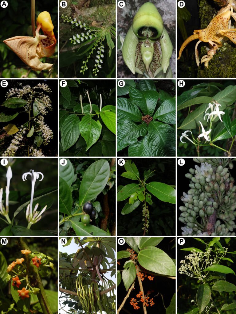 Figura 5. Especies registradas en la zona de estudio. A) Coryanthes picturata (Orchidaceae); B) Ornithocephalus tripterus (Orchidaceae); C) Catasetum integerrimum (Orchidaceae); D) Stanhopea dodsoniana (Orchidaceae); E) Trichostigma octandrum (Petiveriaceae); F) Piper hispidum (Piperaceae); G) Ardisia pellucida (Primulaceae); H) Faramea occidentalis (Rubiaceae); I) Palicourea faxlucens (Rubiaceae); J) Palicourea tetragona (Rubiaceae); K-L) Sideroxylon portoricense subsp. minutiflorum (Sapotaceae); M) Siparuna thecaphora (Siparunaceae); N) Cecropia obtusifolia (Urticaceae); O) Urera glabriuscula (Urticaceae); P) Orthion veracruzense (Violaceae).
