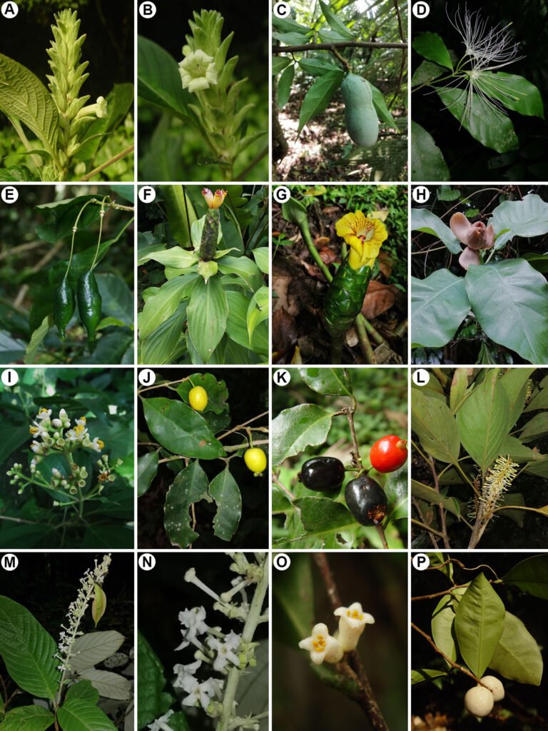 Figura 6. Especies endémicas de la región de Los Tuxtlas o del estado de Veracruz. A-B) Ruellia tuxtlensis (Acanthaceae); C) Tridimeris tuxtlensis (Annonaceae); D-E) Capparidastrum tuxtlense (Capparaceae); F-G) Costus dirzoi (Costaceae); H) Magnolia sinacacolinii (Magnoliaceae); I) Miconia ibarrae (Melastomataceae); J-K) Eugenia inirebensis (Myrtaceae); L) Roupala mexicana (Proteaceae); M-N) Arachnothryx pumae (Rubiaceae); O-P) Daphnopsis megacarpa (Thymelaeaceae).