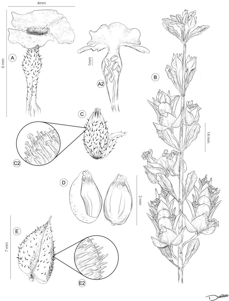 Figura 2. Ilustración de Lippia domingeziorum. A, Corola hipocrateriforme, con el tubo abultando donde se encuentran el androceo, limbo con labio superior oblongo e inferior 3 lobado; A2, corte longitudinal de la corola mostrando el androceo, así como el estilo y estigma; B, ramilla terminal mostrando inflorescencias en fase primaria capitadas y en fase avanzada claramente espigadas; C, ovario cubierto por un cáliz adherente y una bractéola asociada; C2, detalle de la pubescencia con tricomas glandulares; D, detalle del esquizocarpo que se divide en 2 pirenos; E, bráctea asociada a cada flor; E2, ilustración de los tricomas glandulares. Ilustración de Danira León Coria.